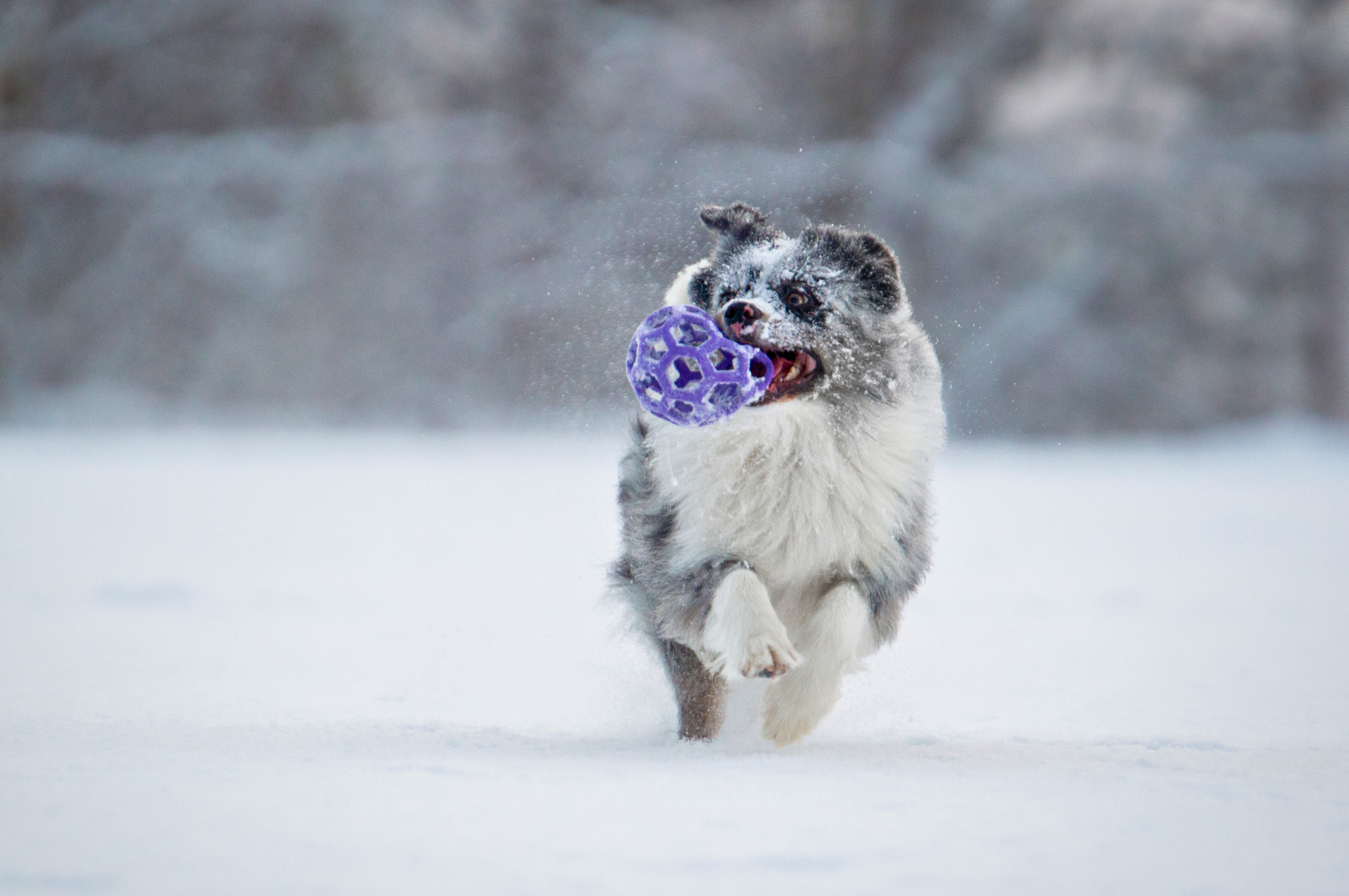 jw dierovaná lopta medium